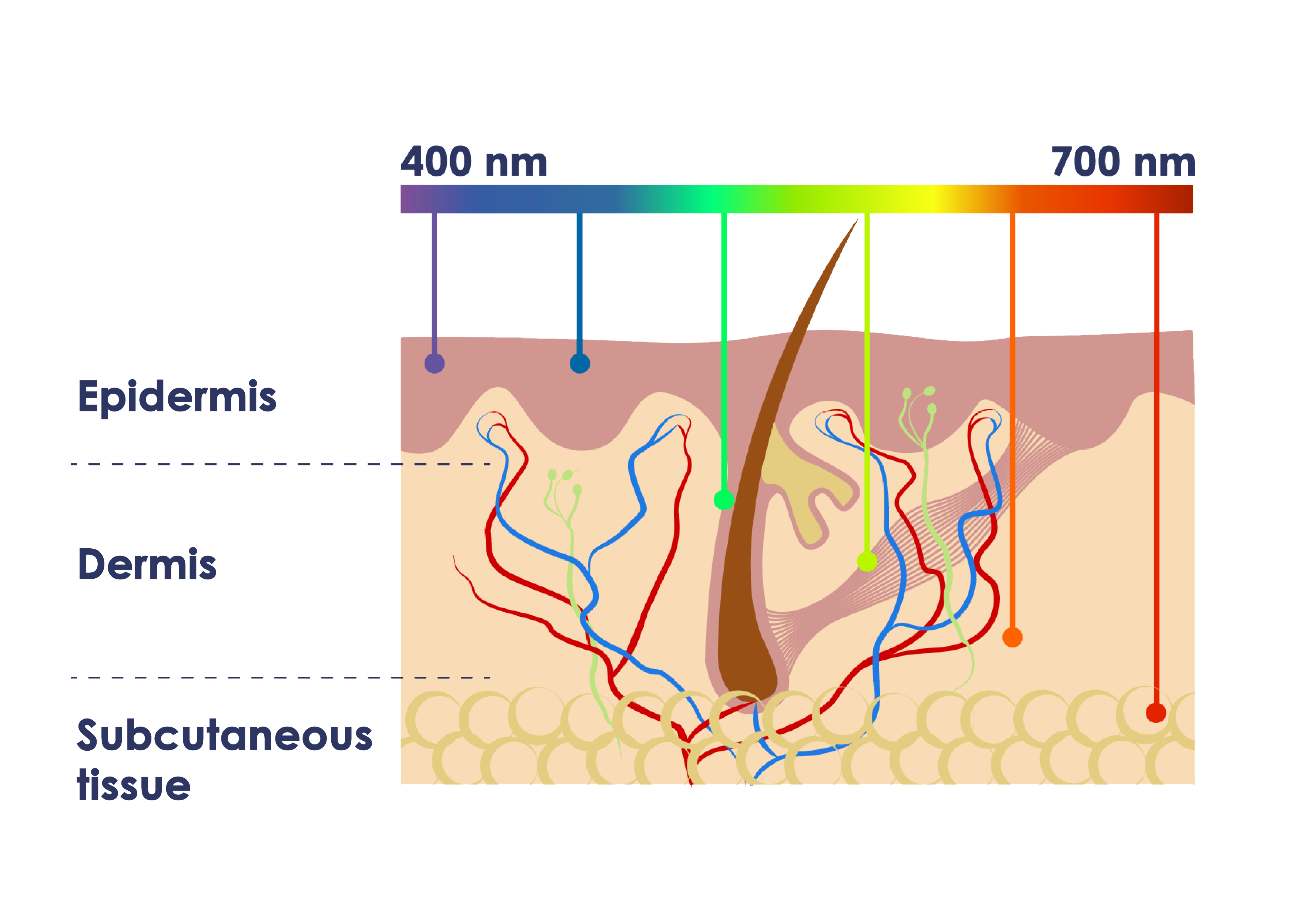 Dermis